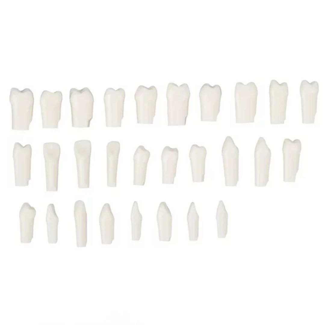 Dientes de acrílico para typodont